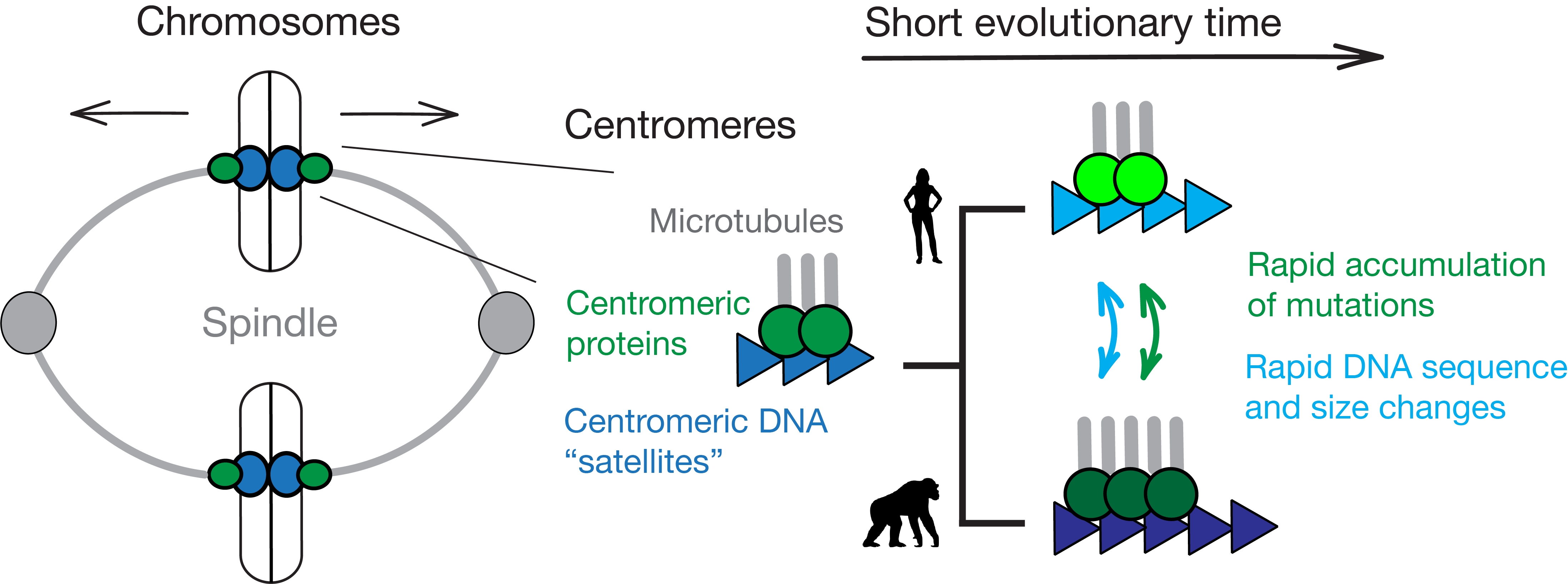 Lab overview: chromosome segregation, centromeric proteins and DNA, and rapid evolution.