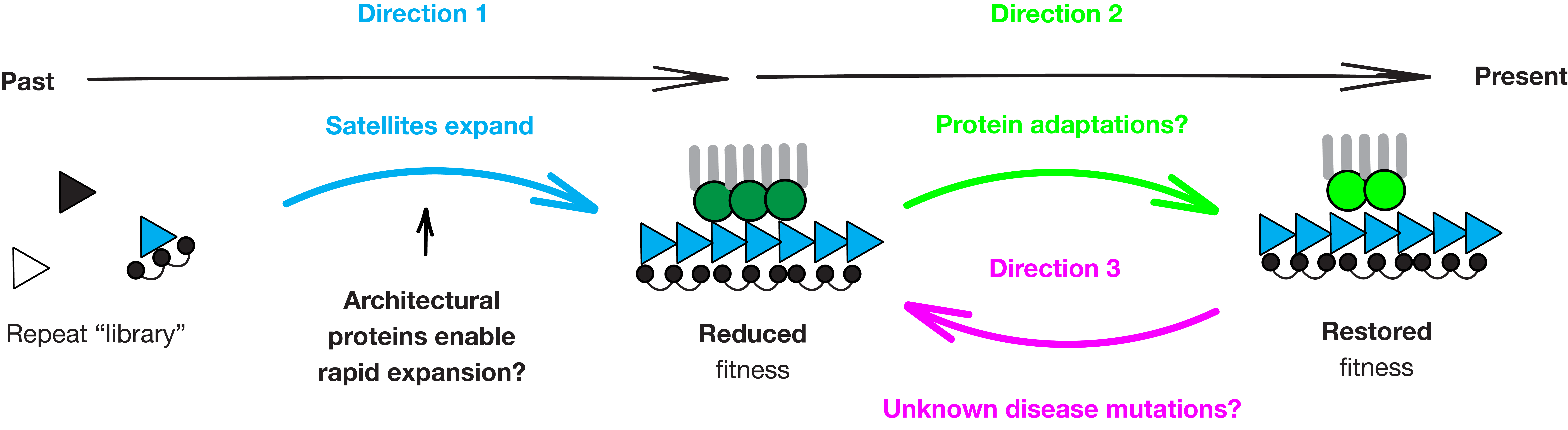 Overview of the three research directions: from past to present, satellite expansion (Direction 1) leads to reduced fitness, then protein adaptation (Direction 2) restores fitness; Direction 3 asks how disease mutations disrupt this restored state.