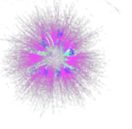 Immunofluorescence micrograph of a dividing cell showing a radial spindle